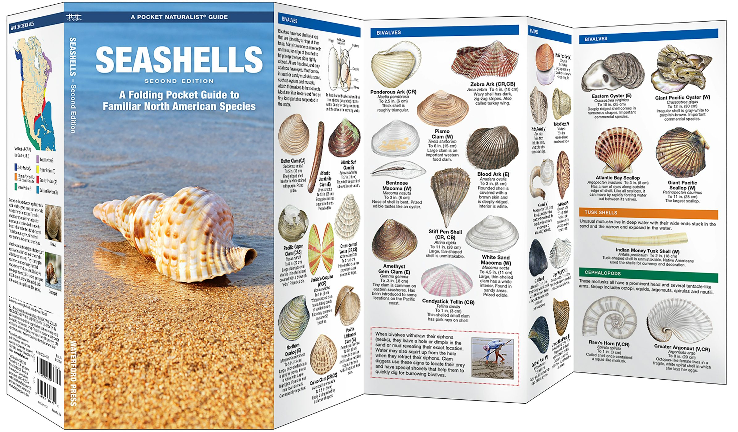 Seashells, 2nd Ed